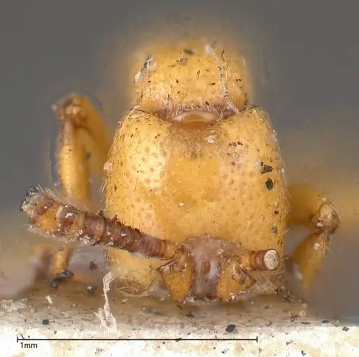 Zasphinctus imbecilis - FOCOL0343-4