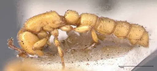 Zasphinctus imbecilis - FOCOL0343-4