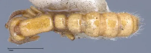 Zasphinctus imbecilis - FOCOL0343-5