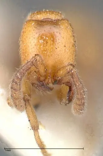 Zasphinctus imbecilis - FOCOL0343-5