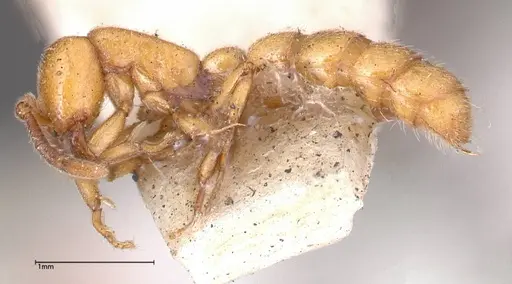 Zasphinctus imbecilis - FOCOL0343-5