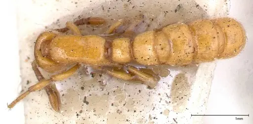 Zasphinctus imbecilis - FOCOL0343-6