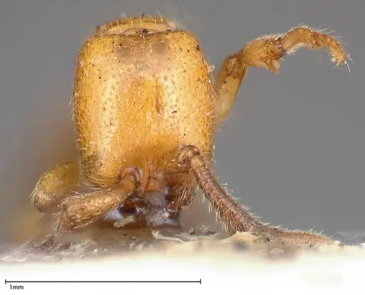 Zasphinctus imbecilis - FOCOL0343-6