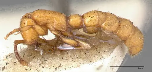 Zasphinctus imbecilis - FOCOL0343-6