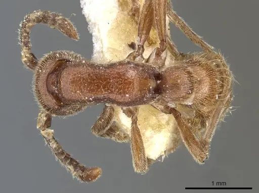 Zasphinctus mjobergi specimen