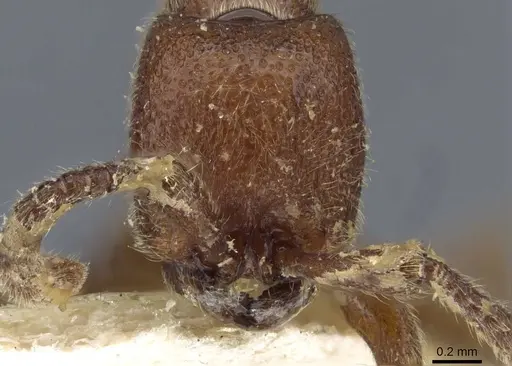 Zasphinctus mjobergi specimen