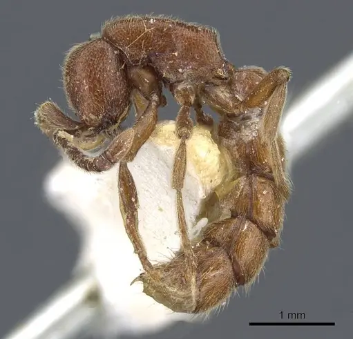 Zasphinctus mjobergi specimen