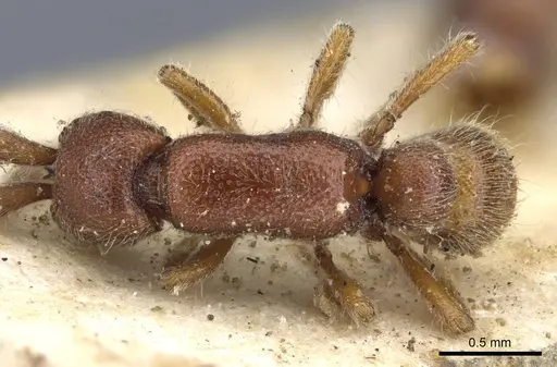 Zasphinctus myops specimen