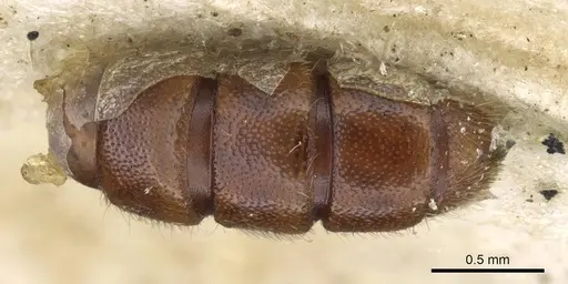 Zasphinctus myops specimen