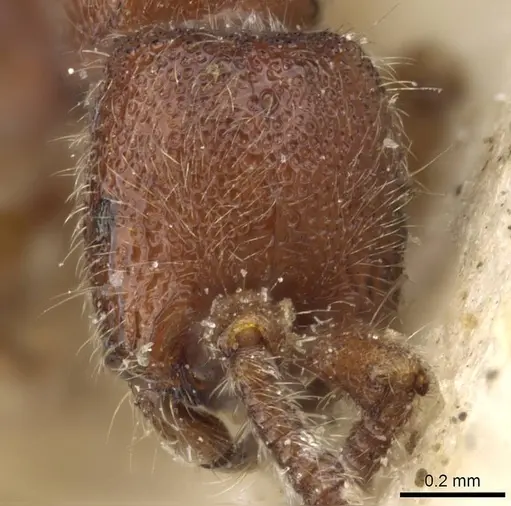 Zasphinctus myops specimen