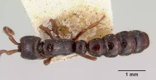 Zasphinctus nigricans specimen