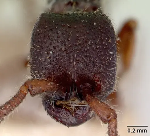 Zasphinctus nigricans specimen