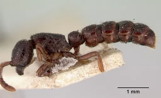 Zasphinctus nigricans specimen