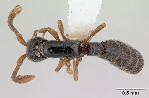 Zasphinctus obamai specimen