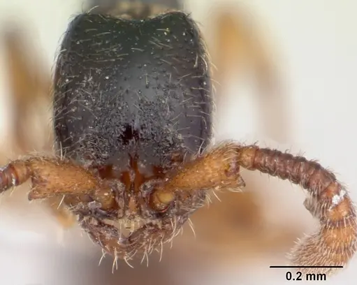 Zasphinctus obamai specimen