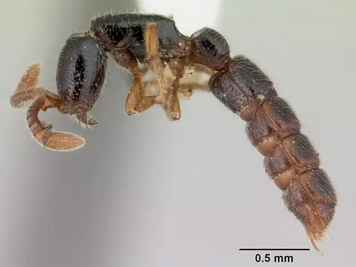 Zasphinctus obamai specimen