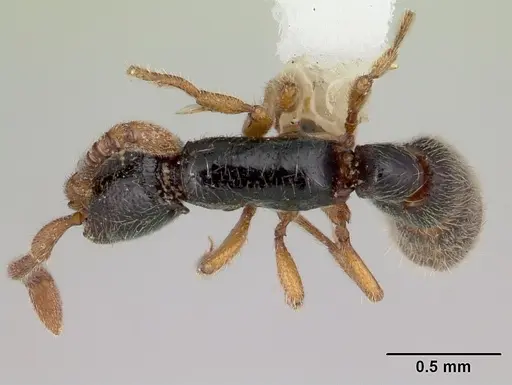 Zasphinctus obamai - CASENT0178219