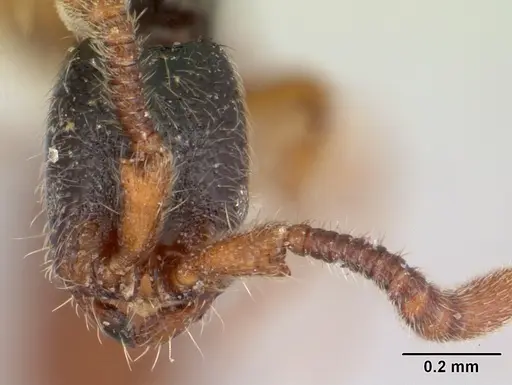 Zasphinctus obamai - CASENT0178219