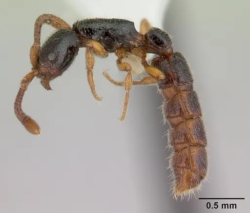 Zasphinctus obamai - CASENT0178219