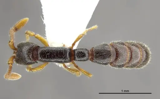 Zasphinctus obamai - CASENT0764125