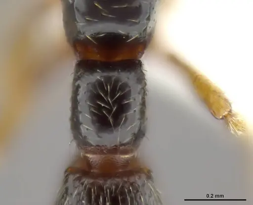 Zasphinctus obamai - CASENT0764125