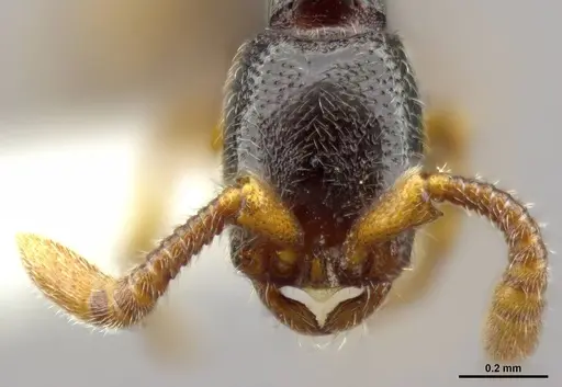 Zasphinctus obamai - CASENT0764125