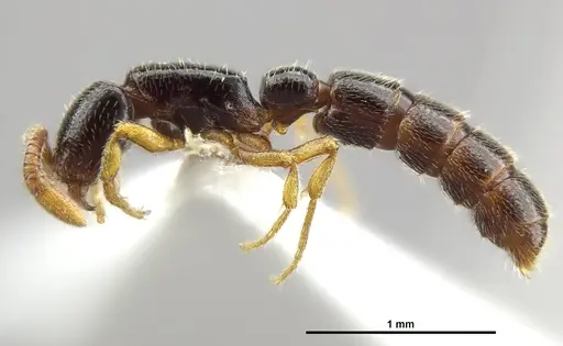 Zasphinctus obamai - CASENT0764125