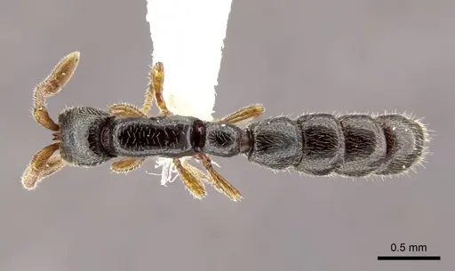 Zasphinctus obamai - CASENT0764129