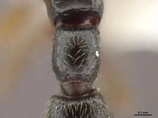 Zasphinctus obamai - CASENT0764129