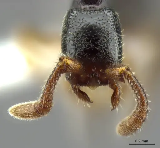 Zasphinctus obamai - CASENT0764129