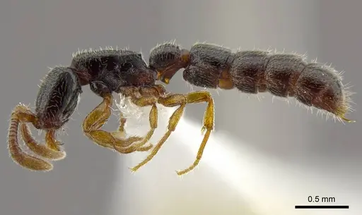 Zasphinctus obamai - CASENT0764129