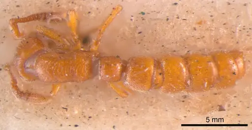 Zasphinctus occidentalis specimen