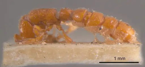 Zasphinctus occidentalis specimen