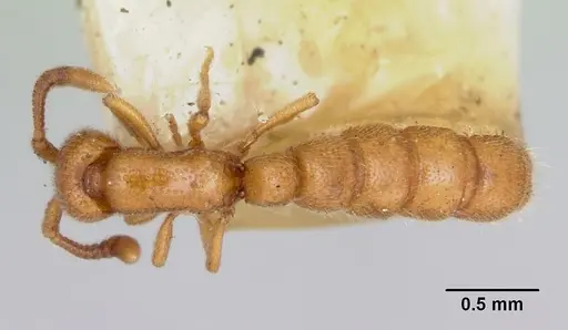 Zasphinctus occidentalis - CASENT0173060