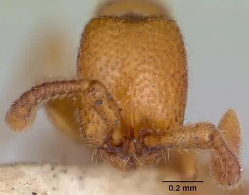 Zasphinctus occidentalis - CASENT0173060