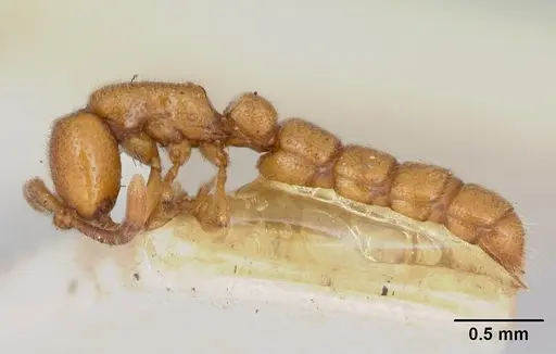 Zasphinctus occidentalis - CASENT0173060