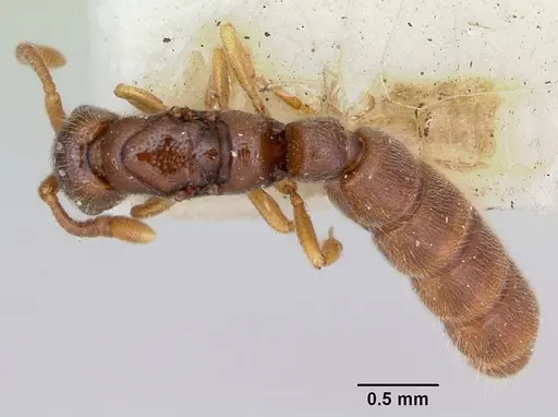 Zasphinctus occidentalis - CASENT0173061