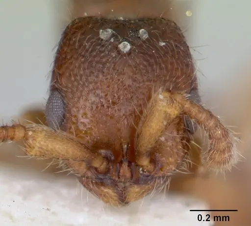 Zasphinctus occidentalis - CASENT0173061