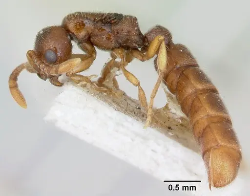 Zasphinctus occidentalis - CASENT0173061