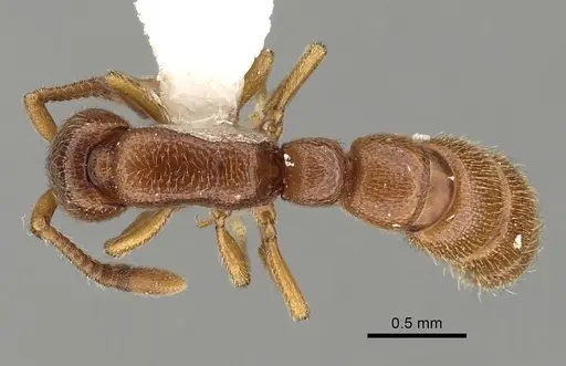 Zasphinctus occidentalis - CASENT0249328