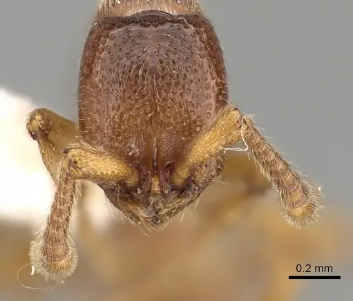Zasphinctus occidentalis - CASENT0249328