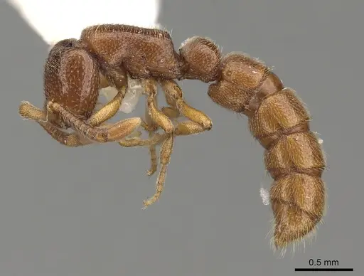 Zasphinctus occidentalis - CASENT0249328