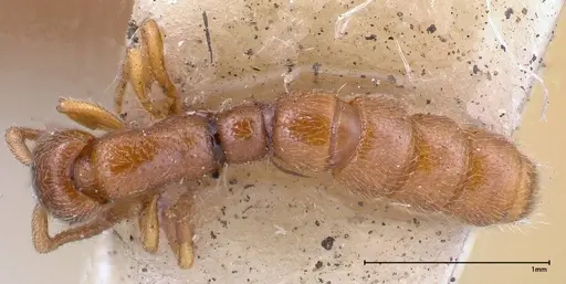 Zasphinctus occidentalis - FOCOL0344-1