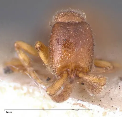 Zasphinctus occidentalis - FOCOL0344-1