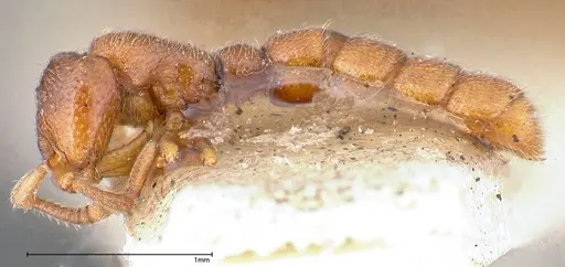 Zasphinctus occidentalis - FOCOL0344-1