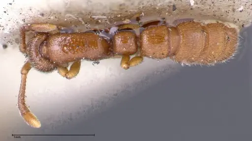 Zasphinctus occidentalis - FOCOL0344-2