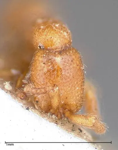 Zasphinctus occidentalis - FOCOL0344-2