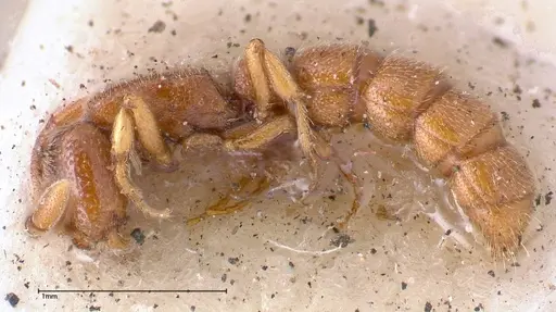 Zasphinctus occidentalis - FOCOL0344-2