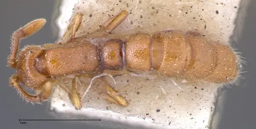 Zasphinctus occidentalis - FOCOL0344-3