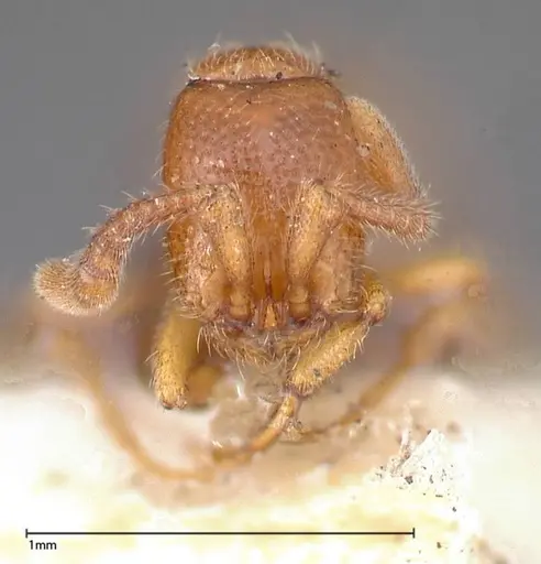 Zasphinctus occidentalis - FOCOL0344-3